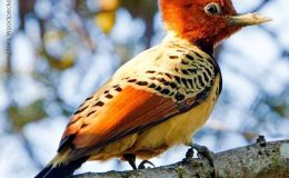 World Bird Lists on the&nbsp;Internet