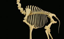 Interesting Things – A Few Questions For&nbsp;Evolutionists