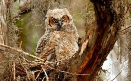The Owl – McGuffey’s 2nd Grade&nbsp;Reader