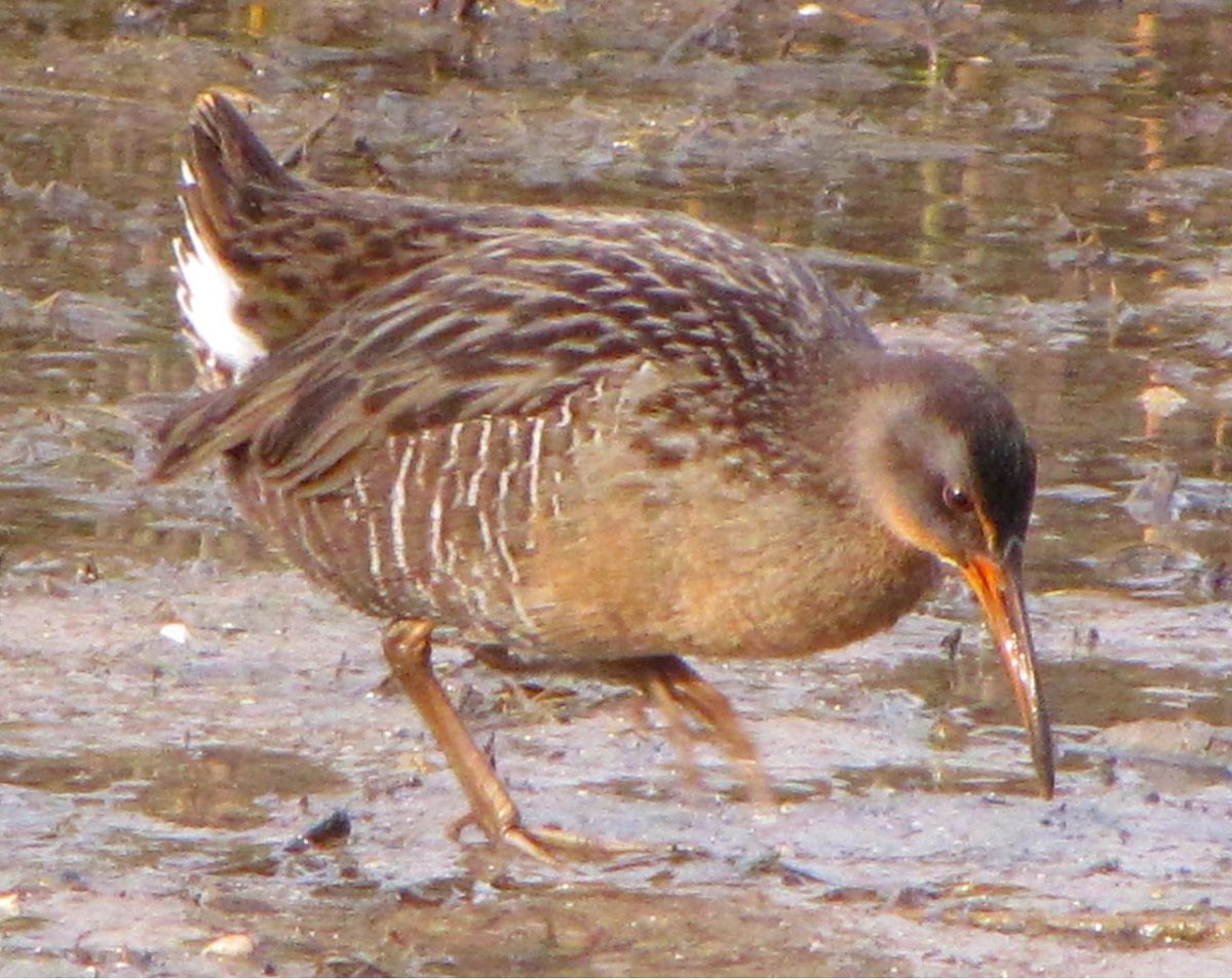 Clapper Rail (Rallus crepitans) ©WikiC