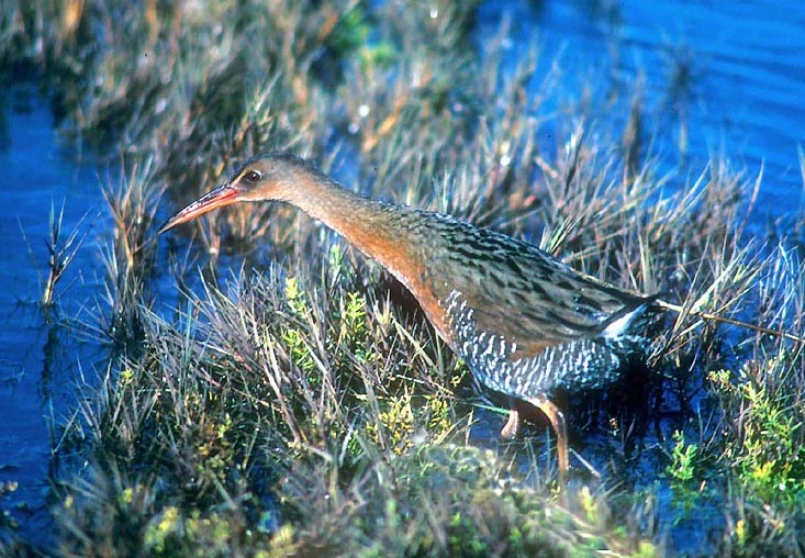 Ridgway's Rail (Rallus obsoletus) ©WikiC