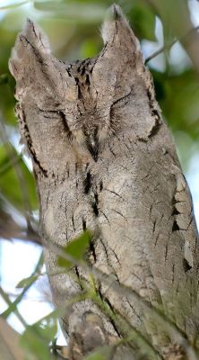 Napping Pallid Scops Owl by Yogesh Bhandarkar From Pinterest