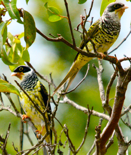 Palkachupa Cotinga (Phibalura boliviana) ©©Benjamin-Skolnik_U