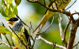 Swallow-tailed and Palkachupa&nbsp;Cotinga