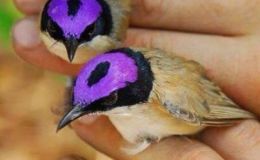 Avian And Attributes –&nbsp;Purple