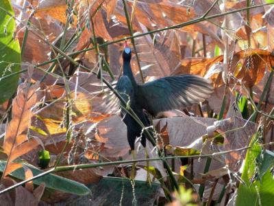 Purple Gallinule Reaching Circle B