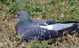 Avian And Attributes –&nbsp;Rock