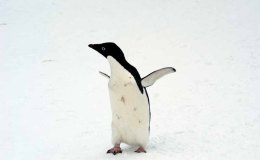 PENGUINS WITH SUNGLASSES –&nbsp;(Re-post)