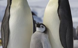 Lizzy and the Penguin&nbsp;Catapult