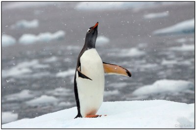 Gentoo Penguin - Paradise Bay