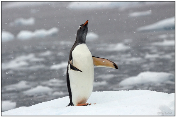 Gentoo Penguin - Paradise Bay