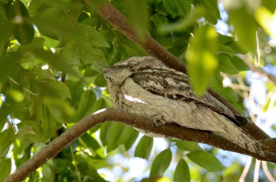 Tawny Frogmouth at Wings of Asia by Dan