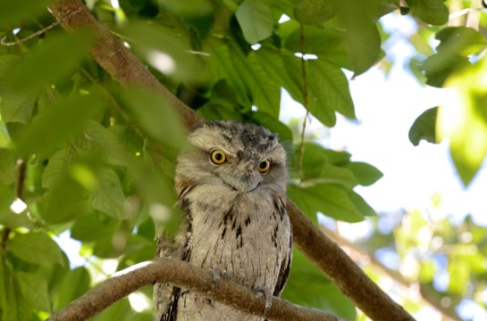 Tawny Frogmouth at Wings of Asia by Dan