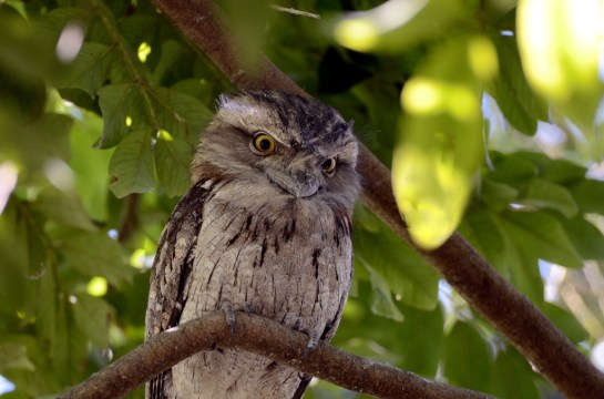 Tawny Frogmouth at Wings of Asia by Dan