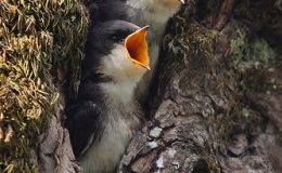 Thanksgivings From The&nbsp;Past