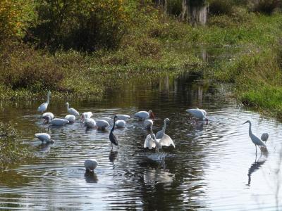 Tricolored-Snowy-Great Egret-White Ibis at Circle B