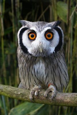 White-faced Scops Owl photo #owls by royspiccys From Pinterest