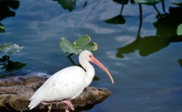 Bible Birds – Ibis&nbsp;Introduction