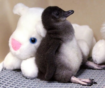 A two-week-old Little Penguin rests against a stuffed animal in an incubator at the Cincinnati Zoo