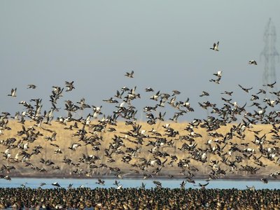 American Wigeon flocks