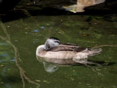 Cotton Pygmy Goose (Nettapus coromandelianus) at Wings of Asia by Lee