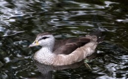 Birds of Asia – Cotton Pygmy&nbsp;Goose