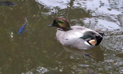 Falcated Duck (Anas falcata) at Wings of Asia by Lee