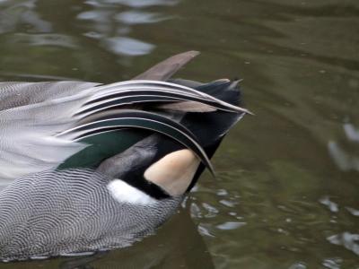 Falcated Duck (Anas falcata) at Wings of Asia by Lee