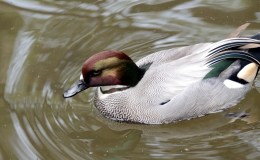Falcated Duck at Zoo&nbsp;Miami