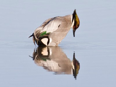 Falcated Duck (Anas falcata) ©WikiC