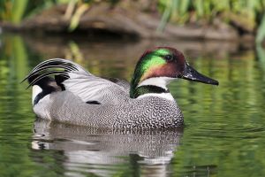 Falcated Duck (Anas falcata) ©WikiC