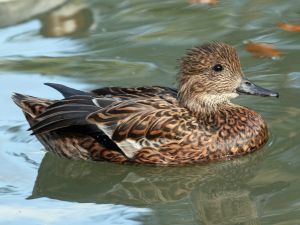 Falcated Duck (Anas falcata) Female ©WikiC