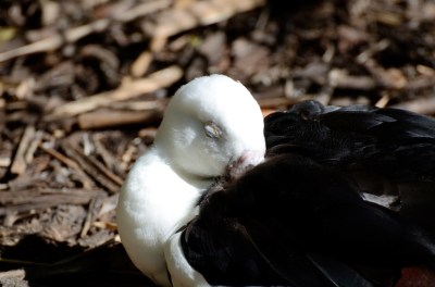Raja Shelduck (Tadorna radjah) at Wing of Asia by Dan