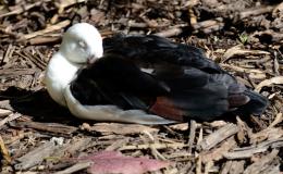 Sunday Inspiration –&nbsp;Resting