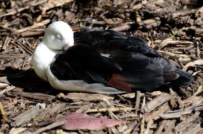 Raja Shelduck (Tadorna radjah) at Wing of Asia by Dan