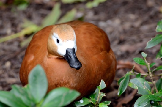 Ruddy Shelduck (Tadorna ferruginea) at Wings of Asia by Dan