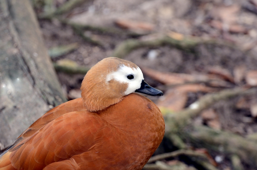 Ruddy Shelduck (Tadorna ferruginea) at Wings of Asia by Dan