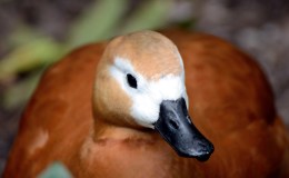 Ruddy and Raja Shelducks at Wings of&nbsp;Asia