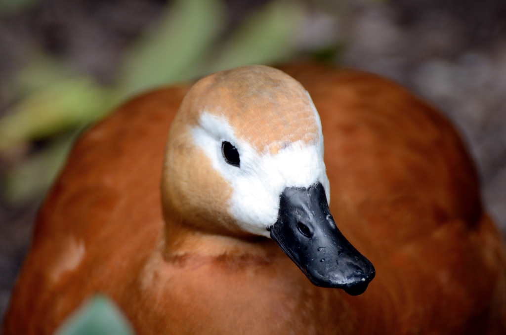 Ruddy Shelduck (Tadorna ferruginea) at Wings of Asia by Dan
