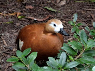 Ruddy Shelduck (Tadorna ferruginea)  at Wings of Asia by Lee