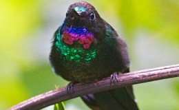 Sunday Inspiration – Christmas&nbsp;Birds