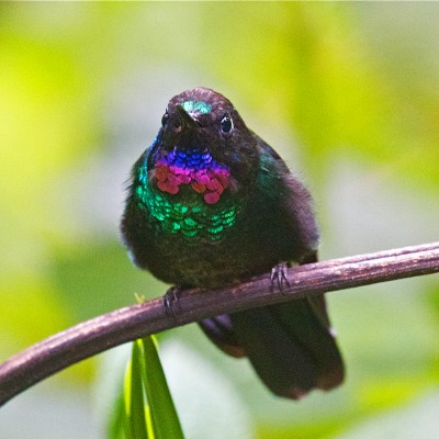 Tourmaline Sunangel (Heliangelus exortis) ©WikiC