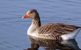 Birdwatching  in  Iceland