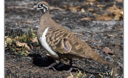 Ian’s Bird of the Week – Squatter&nbsp;Pigeon