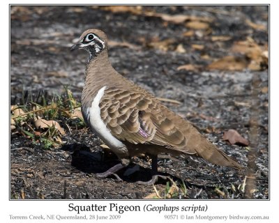 Squatter Pigeon (Geophaps scripta) by Ian
