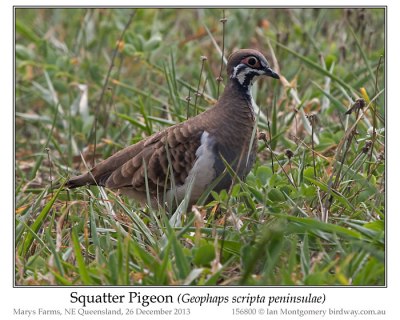 Squatter Pigeon (Geophaps scripta) by Ian