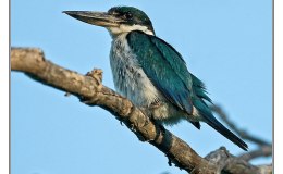 Bobble-Body or Gaze&nbsp;Stablization