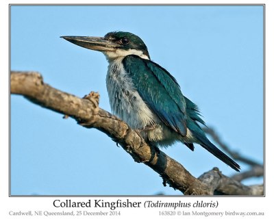 Common Kingfisher (Alcedo atthis) by Ian