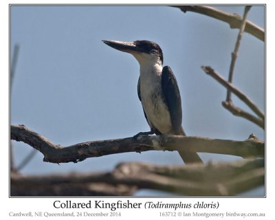 Common Kingfisher (Alcedo atthis) by Ian
