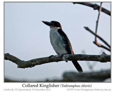 Common Kingfisher (Alcedo atthis) by Ian